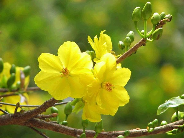 Kỹ thuật b&oacute;n ph&acirc;n cho mai v&agrave;ng
