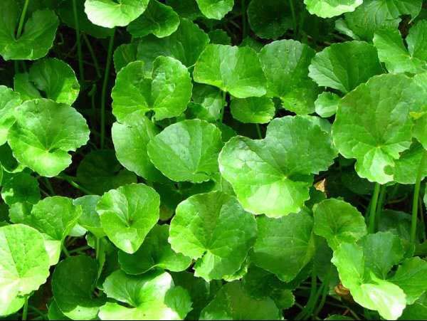  Kh&ocirc;ng n&ecirc;n khi sử dụng rau m&aacute; qu&aacute; nhiều. 