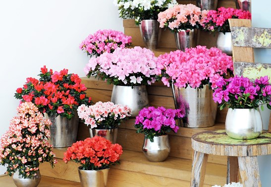 Kỹ thuật trồng hoa đỗ qu&ecirc;n một c&aacute;ch khoa học sẽ tạo ra được nhiều chậu hoa đỗ qu&ecirc;n xinh xắn, hoa nở quanh năm.