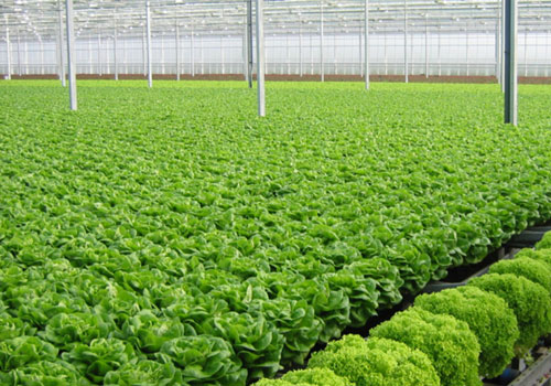 Đất trồng rau quả an to&agrave;n kh&ocirc;ng bị ảnh hưởng của c&aacute;c chất thải c&ocirc;ng nghiệp.