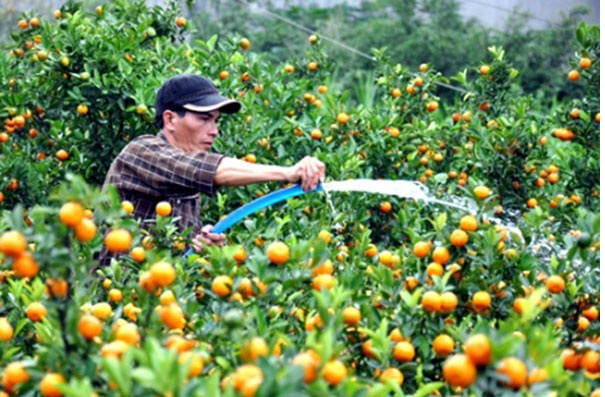 Kỹ thuật trồng quất cảnh kh&aacute; phức tạp
