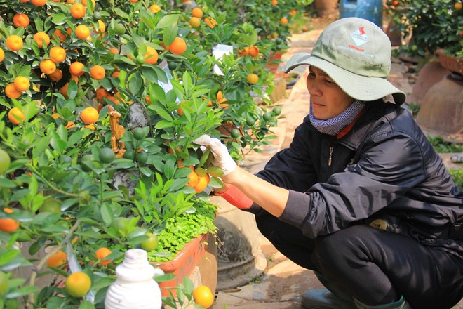 Chăm s&oacute;c c&acirc;y quất cảnh thương phẩm cho dịp Tết cần phải ch&uacute; &yacute; tới c&aacute;ch sử dụng thuốc trừ s&acirc;u. 