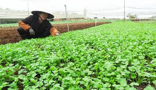 Kỹ thuật trồng v&agrave; chăm s&oacute;c rau m&ugrave;i t&acirc;y kh&ocirc;ng mất qu&aacute; nhiều thời gian nhưng lại cho năng suất cao.