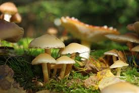 Người d&acirc;n n&ecirc;n thận trọng với nấm rừng. 