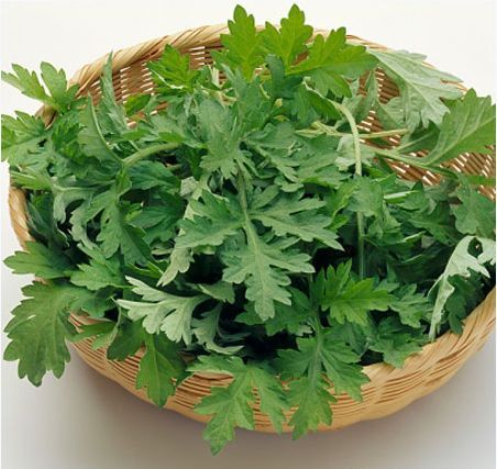  Rau ngải cứu kh&ocirc;ng chỉ l&agrave; c&acirc;y thuốc m&agrave; c&ograve;n l&agrave; m&oacute;n ngon bổ dưỡng. 
