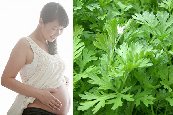 B&agrave; bầu kh&ocirc;ng n&ecirc;n qu&aacute; nhiều ngải cứu. 