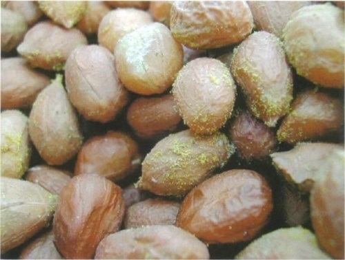 Hạt lạc bị nấm mốc g&acirc;y hại c&oacute; chứa nhiều độc tố c&oacute; thể g&acirc;y nguy hiểm tới t&iacute;nh mạng 13Win 19.com nhiều ưu đãi hấp dẫn v&agrave; động vật.