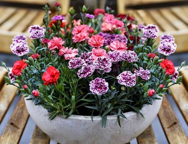 Để c&oacute; được một chậu hoa cẩm chướng đẹp cần đ&ograve;i hỏi phải c&oacute; một kỹ thuật trồng hoa khoa học. 