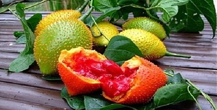 Quả gấc v&ocirc; c&ugrave;ng bổ dưỡng cho 13Win19 ưu đãi hấp dẫn.  