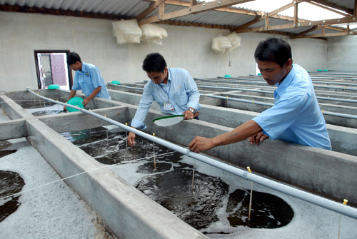 Nghề nu&ocirc;i t&ocirc;m đang gặp nhiều kh&oacute; khăn. 