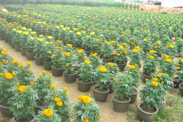 Để c&oacute; được những chậu hoa c&uacute;c vạn thọ đẹp đ&oacute;n Tết cần phải để &yacute; tới c&aacute;c loại s&acirc;u bệnh thường gặp. 