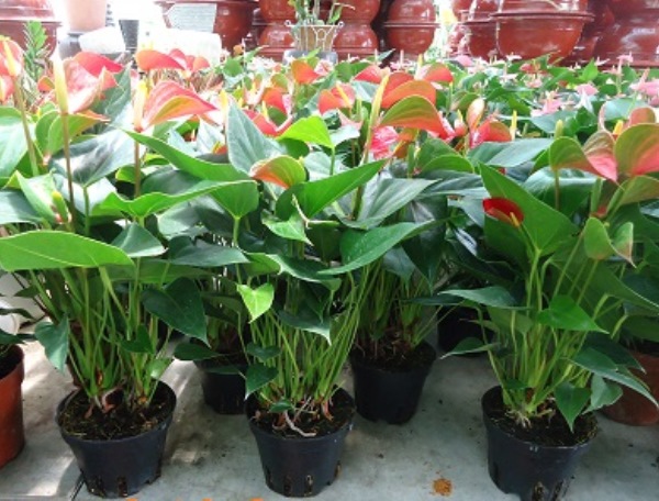 Kỹ thuật trồng hoa hồng m&ocirc;n đặc biệt ch&uacute; &yacute; tới kh&acirc;u ph&ograve;ng trừ bệnh sẽ cho năng suất cao. 