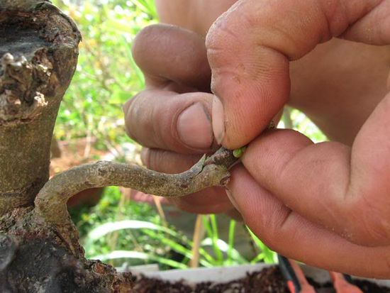 Kỹ thuật trồng v&agrave; gh&eacute;p c&agrave;nh mai cũng hết sức quan trọng.