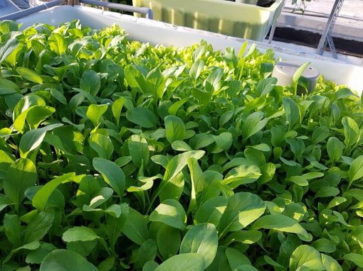 Theo các chuy&ecirc;n gia, vi&ecirc;̣c tr&ocirc;̀ng rau tại nhà cũng có nguy cơ nhi&ecirc;̃m đ&ocirc;̣c n&ecirc;́u kh&ocirc;ng bi&ecirc;́t cách. Ảnh minh họa 