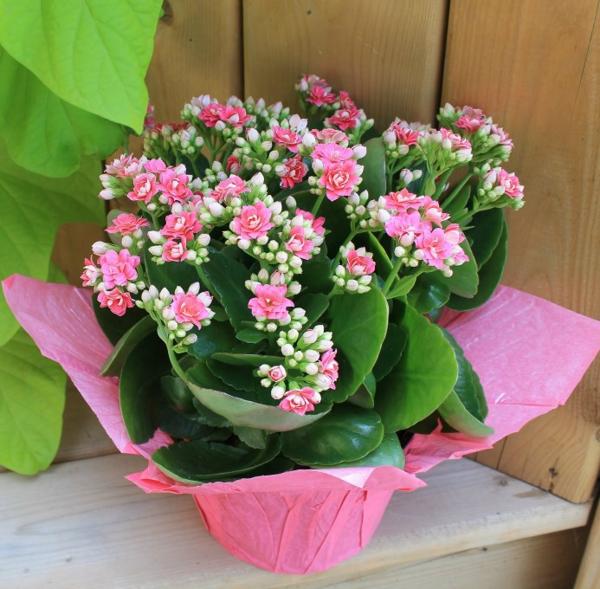 C&aacute;ch chăm s&oacute;c c&acirc;y sống đời ra hoa đ&uacute;ng dịp Tết cần phải ch&uacute; &yacute; tới kh&acirc;u tưới nước. Ảnh minh họa