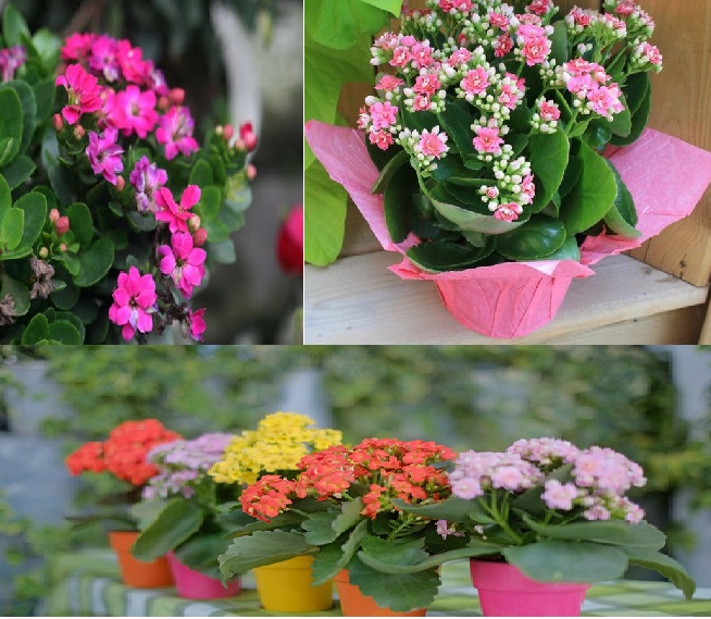 C&acirc;y sống đời c&oacute; m&agrave; sắc đa dạng, đẹp n&ecirc;n được nhiều gia đ&igrave;nh trưng Tết. Ảnh minh họa