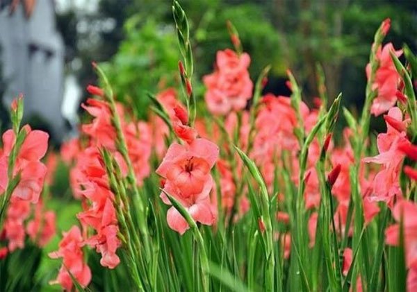 Hoa lay ơn c&oacute; m&agrave;u sắc đẹp lại mang đến nhiều may mắn. Ảnh minh họa