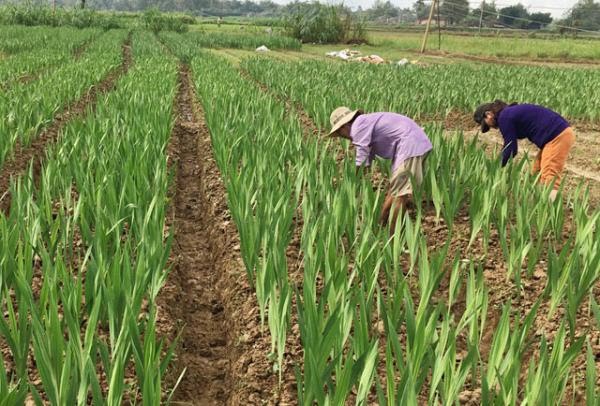Kỹ thuật trồng hoa lay ơn cho năng suất cao, hoa đẹp kh&ocirc;ng qu&aacute; phức tạp. Ảnh minh họa