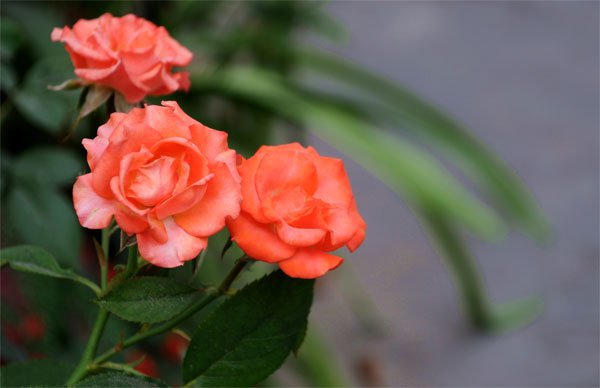 Để c&oacute; được những b&ocirc;ng hoa hồng đẹp tươi l&acirc;u trong ng&agrave;y Tết phải c&oacute; kỹ thuật bảo quản hoa đ&uacute;ng c&aacute;ch. 