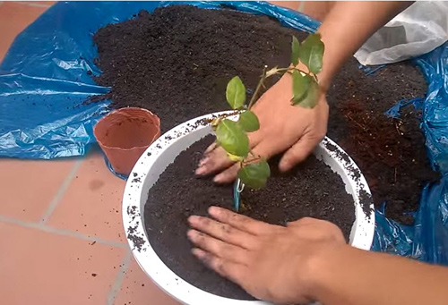 Kỹ thuật trồng hoa hồng trong chậu cần phải sử dụng đất tuơi xốp. Ảnh minh họa 