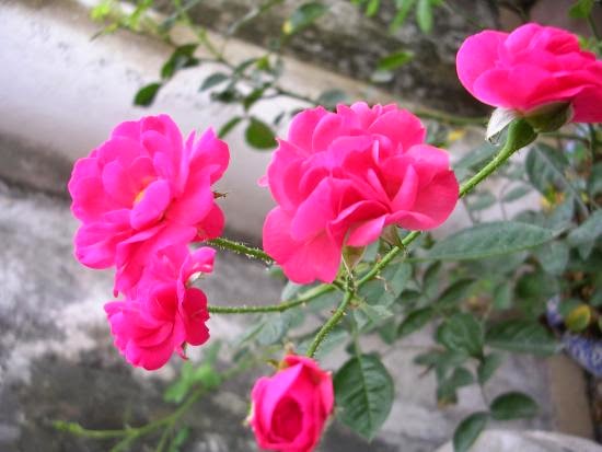 Hoa hồng từ l&acirc;u đ&atilde; trở th&agrave;nh biểu tượng nữ ho&agrave;ng của c&aacute;c lo&agrave;i hoa. 
