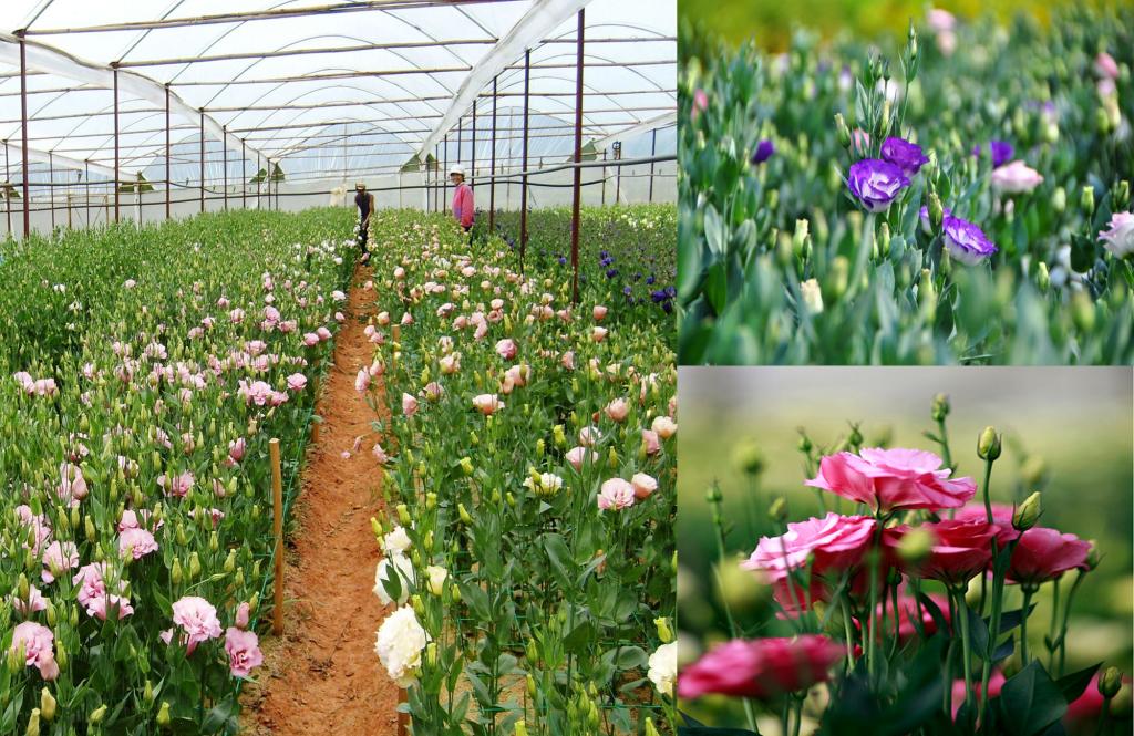 Kỹ thuật trồng v&agrave; chăm s&oacute;c hoa c&aacute;t tường kh&aacute; thuận lợi v&igrave; hoa chịu được điều kiện khắc nghiệt. Ảnh minh họa 
