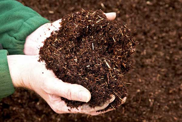Kỹ thuật trồng hoa đồng tiền y&ecirc;u cầu phải chọn đất tơi xốp. Ảnh minh họa