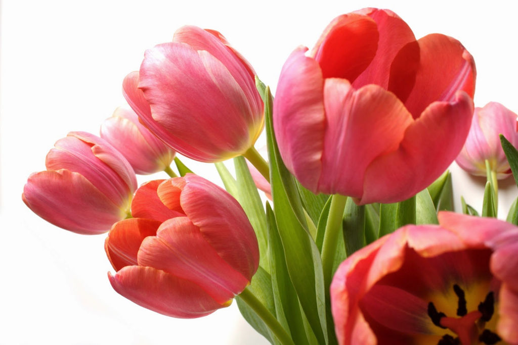 Hoa tulip c&oacute; nguồn gốc từ Ch&acirc;u &Acirc;u, được trồng nhiều ở H&agrave; Lan. Ảnh minh họa 