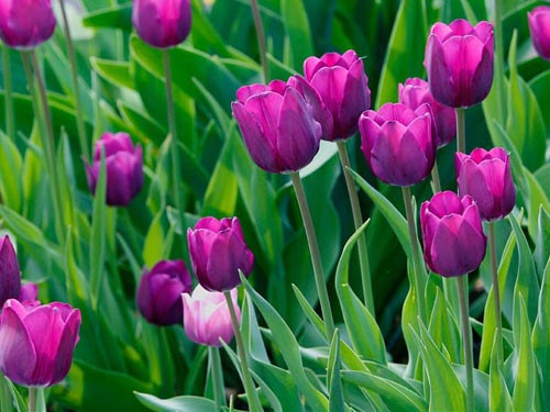 Để hoa tulip lu&ocirc;n tươi v&agrave; nở đ&uacute;ng dịp Tết cần phải ch&uacute; &yacute; tới kh&acirc;u b&oacute;n th&uacute;c. Ảnh minh họa