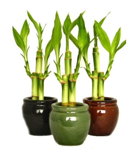  C&acirc;y ph&aacute;t lộc lu&ocirc;n đem đến sự may mắn v&agrave;o nh&agrave;. Ảnh minh họa