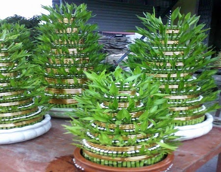 C&aacute;ch l&agrave;m th&aacute;p c&acirc;y ph&aacute;t lộc cũng kh&ocirc;ng qu&aacute; kh&oacute;. Ảnh minh họa 