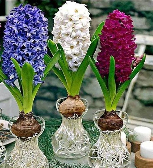 Kỹ thuật trồng hoa ti&ecirc;n &ocirc;ng kh&aacute;c với nhiều lo&agrave;i hoa kh&aacute;c đ&oacute; l&agrave; kh&ocirc;ng cần b&oacute;n ph&acirc;n. Ảnh minh họa 