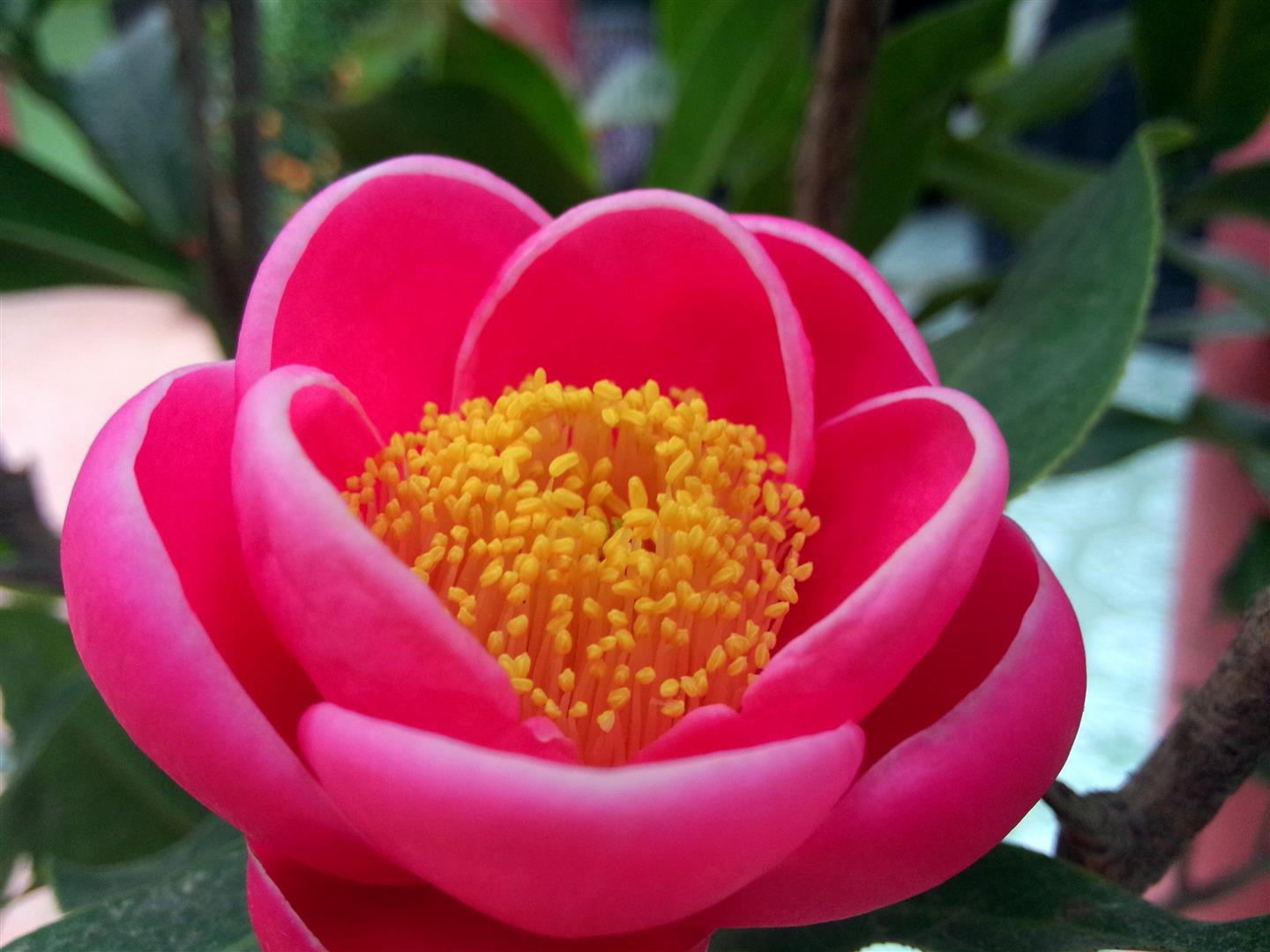 Hoa hải đường tượng trưng cho sự gi&agrave;u sang, ph&uacute; qu&iacute;. 