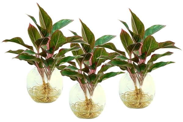 C&acirc;y ph&uacute; qu&yacute; mang đến sự gi&agrave;u sang, ph&uacute; qu&yacute; cho gia chủ. Ảnh minh họa 