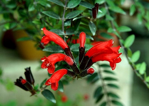 Kỹ thuật trồng c&acirc;y son m&ocirc;i bằng c&aacute;ch cắt c&aacute;c đoạn tr&iacute;ch v&agrave; ng&acirc;m trong nước. Ảnh minh họa