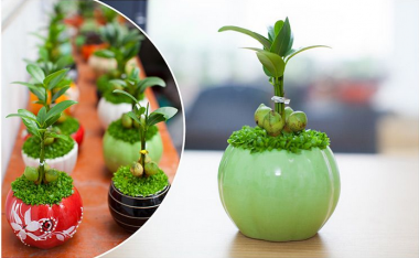 C&acirc;y may mắn lu&ocirc;n đem đến cho gia chủ t&agrave;i lộc, tinh th&ocirc;ng v&agrave; s&aacute;ng suốt trong c&ocirc;ng việc. Ảnh minh họa 