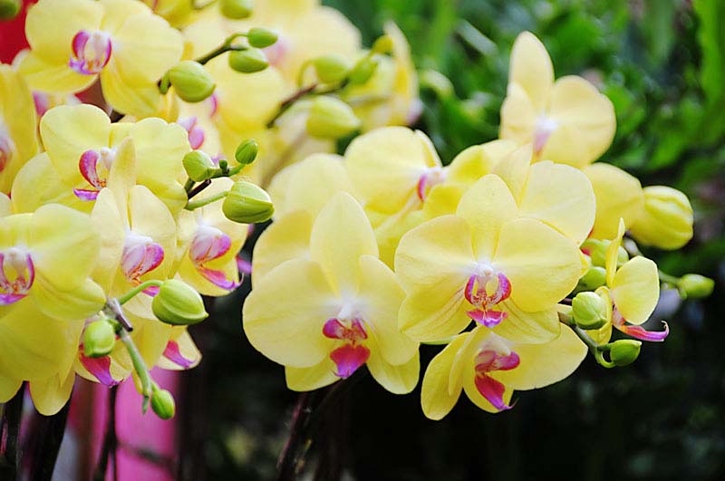 Kỹ thuật trồng c&acirc;y v&agrave; chăm s&oacute;c lan hồ điệp kh&ocirc;ng qu&aacute; kh&oacute;. Ảnh minh họa 