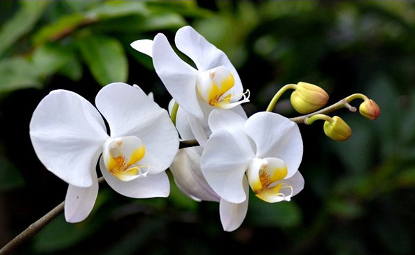  C&aacute;ch k&iacute;ch cho hoa lan hồ điệp cũng v&ocirc; c&ugrave;ng đơn giản. Ảnh minh họa