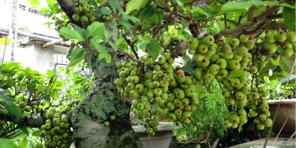 C&acirc;y sung từ l&acirc;u được nhiều người chuộng trưng Tết v&igrave; đem đ&ecirc;n sự may mắn. Ảnh minh họa 
