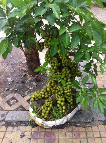 Kỹ thuật trồng v&agrave; chăm s&oacute;c c&acirc;y sung cảnh kh&ocirc;ng cần qu&aacute; cầu kỳ như nhiều người nghĩ. Ảnh minh họa 