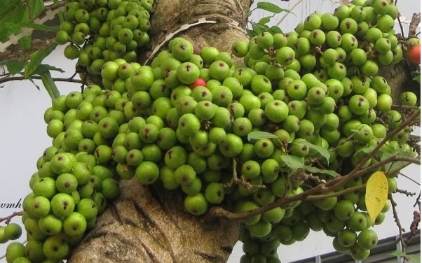 C&oacute; thể k&iacute;ch th&iacute;ch c&acirc;y sung ra quả bằng c&aacute;ch ngừng tưới nước 15,20 ng&agrave;y. Ảnh minh họa