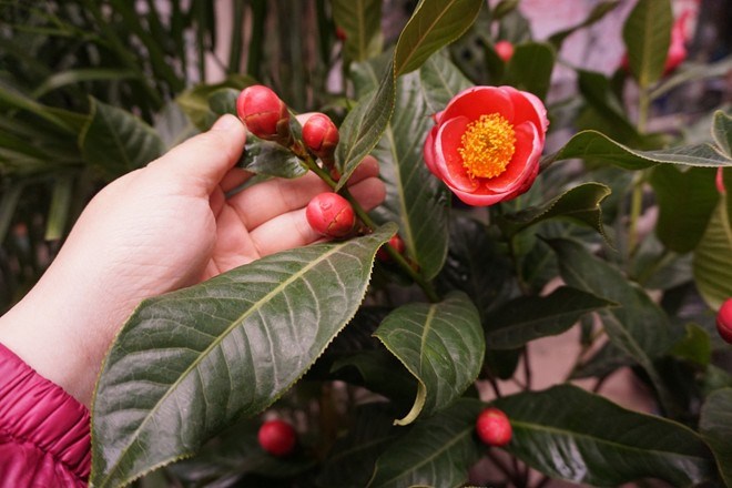 Hoa hải đường l&agrave; một trong những lo&agrave;i hoa được l&agrave;m giả nhiều nhất. Ảnh minh họa