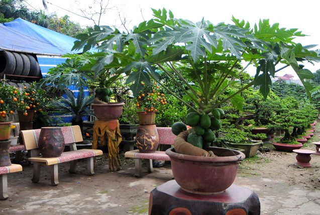 Để uốn cho c&acirc;y đu đủ c&oacute; d&aacute;ng đẹp như &yacute; muốn cần tỉ mỉ, ki&ecirc;n nhẫn, kh&ocirc;ng n&oacute;ng vội kẻo c&acirc;y bị xước. Ảnh minh họa