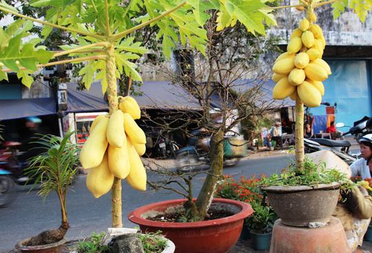 Kỹ thuật trồng v&agrave; chăm s&oacute;c c&acirc;y đu đủ cảnh đẹp, sai quả kh&ocirc;ng qu&aacute; kh&oacute;. Ảnh minh họa