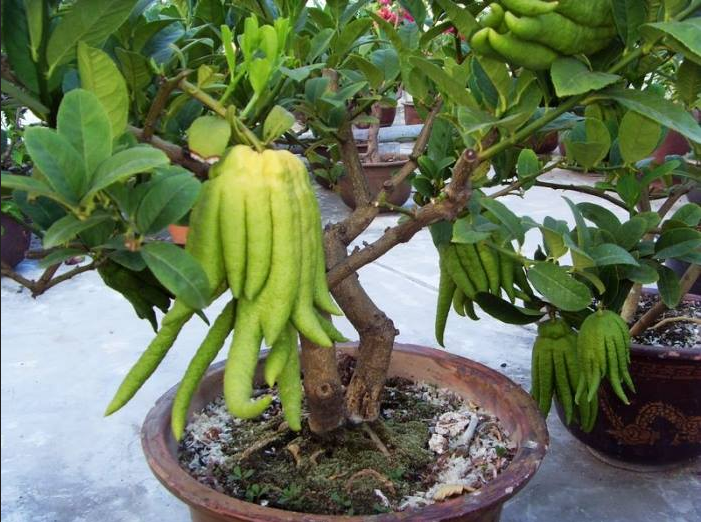 C&aacute;ch chăm s&oacute;c cho c&acirc;y phật thủ phải để &yacute; tới lượng nước tưới căn cứ v&agrave;o m&ugrave;a. Ảnh minh họa