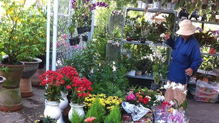 C&oacute; nhiều loại c&acirc;y cảnh chứa sẵn những độc tố g&acirc;y hại. Ảnh minh họa 