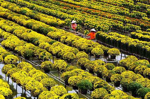 Hoa c&uacute;c m&acirc;m x&ocirc;i l&agrave; lo&agrave;i hoa được ưa chuộng h&agrave;ng đầu trong những ng&agrave;y Tết. Ảnh minh họa 