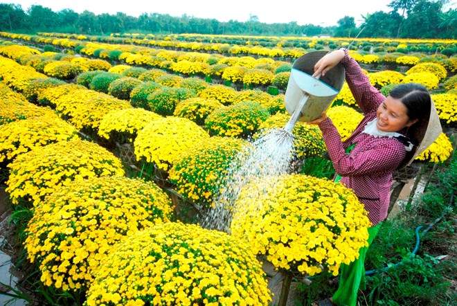 Kỹ thuật trồng hoa c&uacute;c m&acirc;m x&ocirc;i tương đối đơn giản. Ảnh minh họa