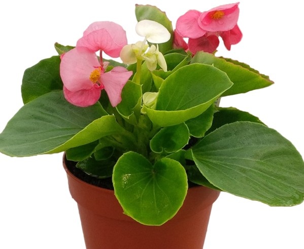 Để hoa thu hải đường sinh trưởng v&agrave; ph&aacute;t triển tốt cần phải c&oacute; Kỹ thuật trồng c&acirc;y v&agrave; chăm s&oacute;c hoa thu hải đường đ&uacute;ng c&aacute;ch. Ảnh minh họa