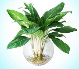 Trồng c&acirc;y Bạch M&atilde; Ho&agrave;ng Tử cũng cần phải ch&uacute; &yacute; tới kh&acirc;u chăm s&oacute;c để c&acirc;y kh&ocirc;ng bị h&eacute;o. Ảnh minh họa